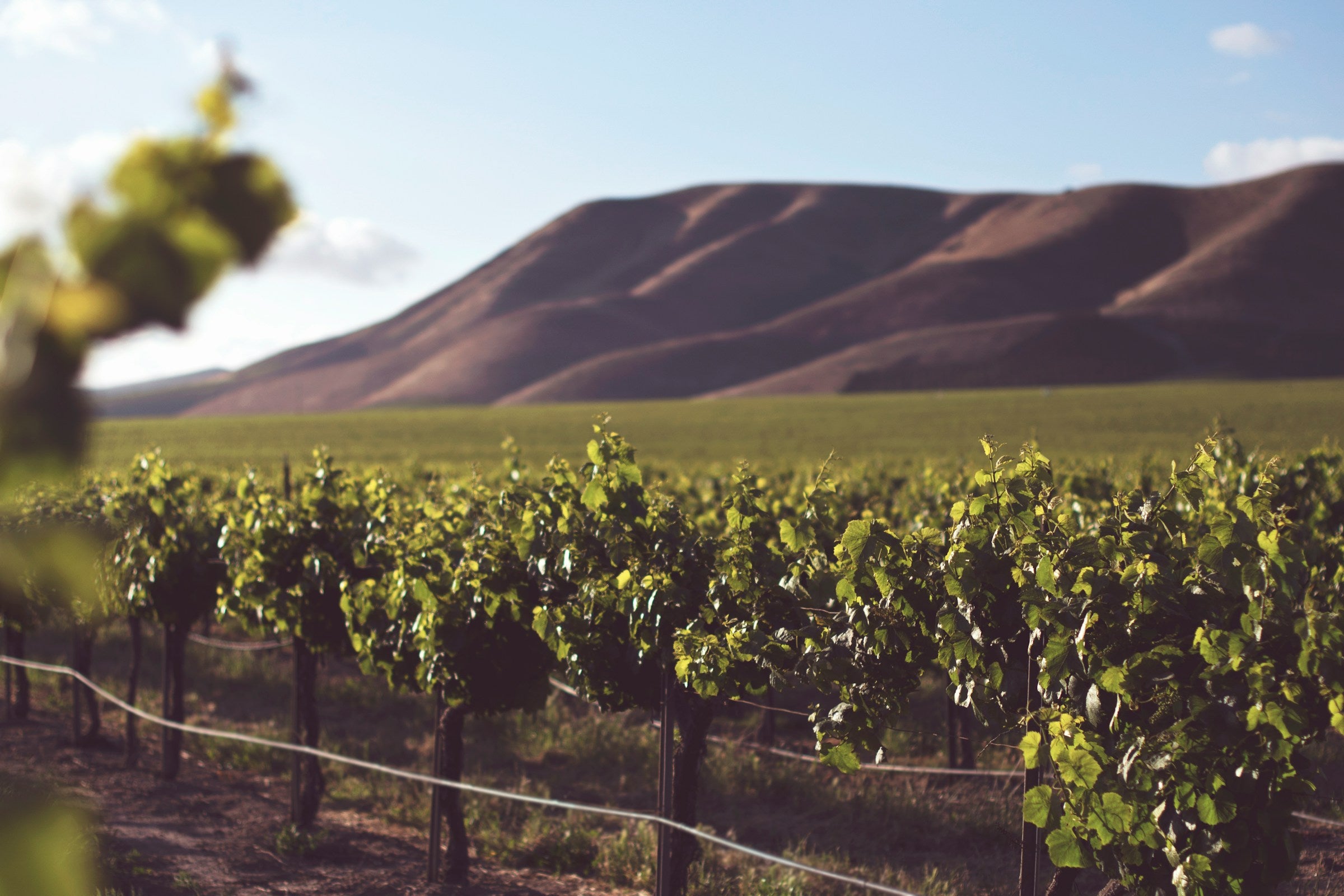 An easy guide to the best french wine regions