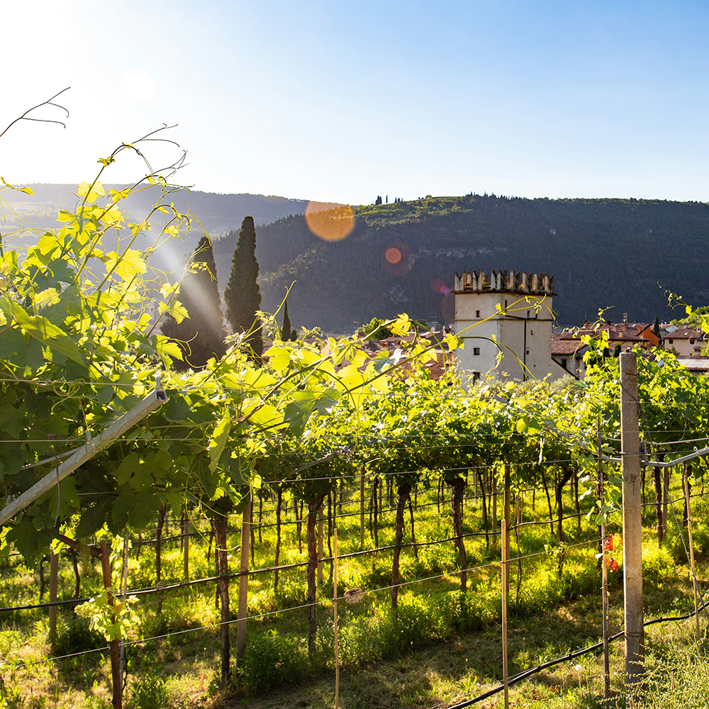 Valpolicella